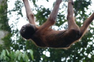 rsz_orangutan-sepilok