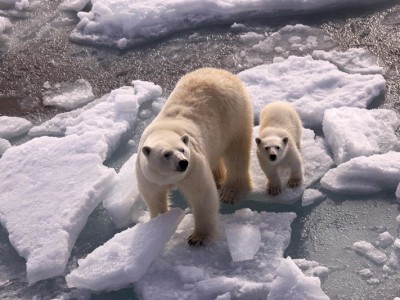 Mummy and baby polar bear